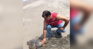 Confinamiento también ha traído desventajas para la vida silvestre; aquí la razón