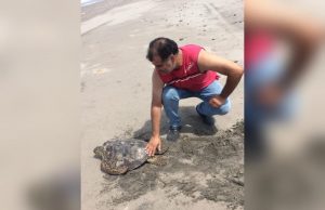 Confinamiento también ha traído desventajas para la vida silvestre; aquí la razón