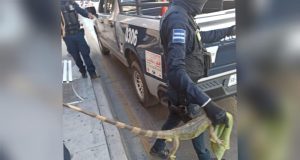 La “iguana también quería cobrar aguinaldo”… Reptil es retirado de cajero en el Centro