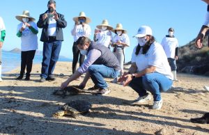 Liberan tres tortugas Carey en Navachiste