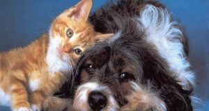 Esterilizados en Toluca a más de 36 mil perros y gatos