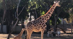 Nace una jirafa en el Zoo de Culiacán