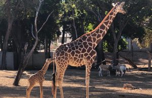 Nace una jirafa en el Zoo de Culiacán