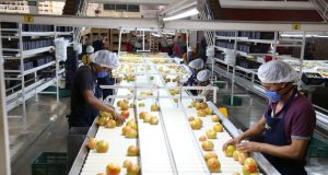 Sinaloa marca que hay recuperación de empleo formal ante el IMSS