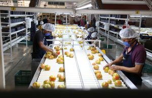 Sinaloa marca que hay recuperación de empleo formal ante el IMSS