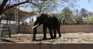 ¡BigBoy ya subió 200 kilos!