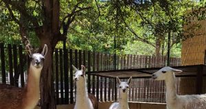Crece la familia… Nacen dos llamas en el Zoo de Culiacán