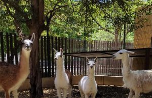 Crece la familia… Nacen dos llamas en el Zoo de Culiacán