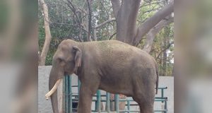 BigBoy estará unos días más en el Zoo de Culiacán