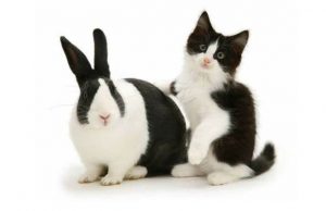 Fallas del marketing político