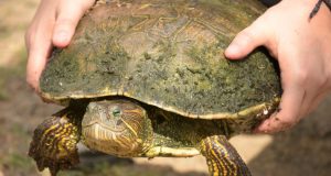 Rescatan tortugario de Imala
