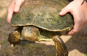 Rescatan tortugario de Imala