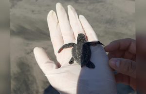 Instalan primera fase del proyecto GPS Huevo de Tortuga en Mazatlán