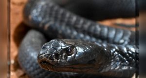 Los reptiles más venenosos del mundo llegan al Zoo de Culiacán; será una muestra educativa