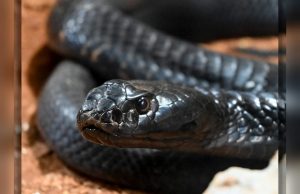 Los reptiles más venenosos del mundo llegan al Zoo de Culiacán; será una muestra educativa