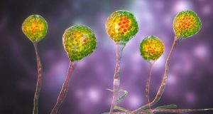 Registran primer caso de “hongo negro” en México; en un hombre del EdoMex