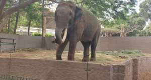 ¿Ya conociste a BigBoy? ¡Apúrate porque ya se va!