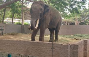 ¿Ya conociste a BigBoy? ¡Apúrate porque ya se va!