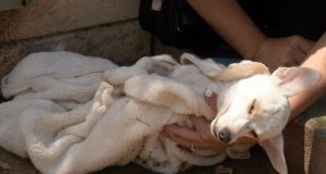 Concluye con éxito jornada de esterilización de perros y gatos en colonia Renato Vega Amador