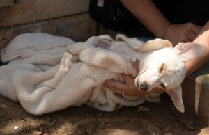 Concluye con éxito jornada de esterilización de perros y gatos en colonia Renato Vega Amador