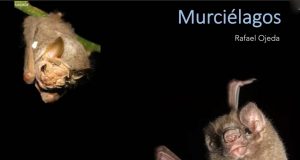 Los murciélagos son “inocentes”; transmisión del COVID es de humanos a humanos dice experto