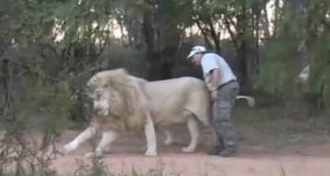 Le están rascando las gónadas al león