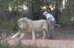 Le están rascando las gónadas al león