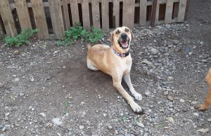 Perrita rescatada busca hogar; policías la encontraron atada en un canal de Culiacán