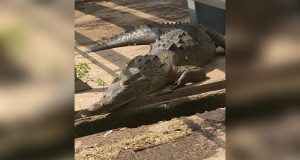 ¡Vaya sorpresa! Encuentran cocodrilo en empresa avícola de Culiacán