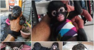 Se dispara tráfico ilegal de mono araña; cantantes e influencers los ponen de “moda”