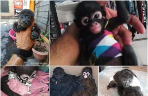 Se dispara tráfico ilegal de mono araña; cantantes e influencers los ponen de “moda”