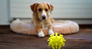 ¡Guau! Los perros no contagian COVID-19