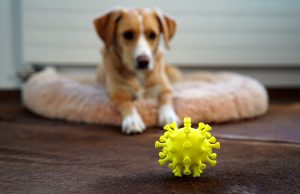 ¡Guau! Los perros no contagian COVID-19