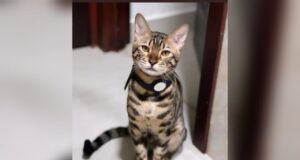 ¿Te parece haber visto un lindo gatito? Puede ser Zeus y ofrecen 20 mil pesos de recompensa