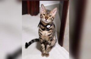 ¿Te parece haber visto un lindo gatito? Puede ser Zeus y ofrecen 20 mil pesos de recompensa