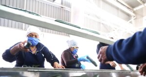 Sinaloa registra importante crecimiento en empleo en el mes de Noviembre