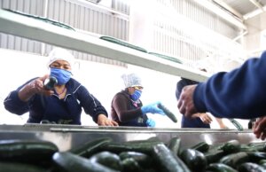 Sinaloa registra importante crecimiento en empleo en el mes de Noviembre