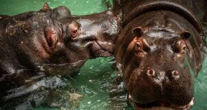 Dos hipopótamos dan positivo a Covid-19 en Bélgica