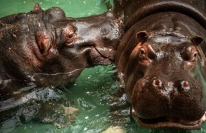 Dos hipopótamos dan positivo a Covid-19 en Bélgica