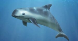 ¡Vaquita marina a punto de desaparecer! Habían 10 ejemplares y ahora sólo hay 8
