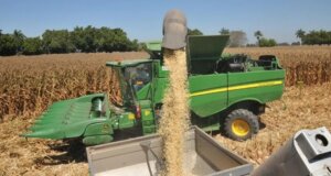 Más de 4 mil productores adquirieron las coberturas para casi 800 mil toneladas de maíz