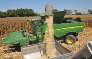 Más de 4 mil productores adquirieron las coberturas para casi 800 mil toneladas de maíz