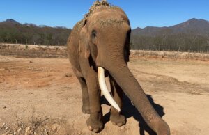 Continua el santuario Ostok con atención y rehabilitación de la fauna silvestre