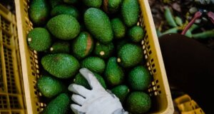 EU pide garantizar seguridad de sus inspectores en México