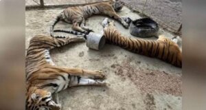 La AZCARM pide la renuncia de funcionario de la PROFEPA