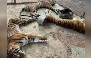 La AZCARM pide la renuncia de funcionario de la PROFEPA