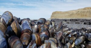 Por marea roja, autoridades de salud declaran veda sanitaria a moluscos bivalvos en Mazatlán