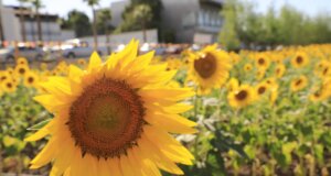 Reaperturan el campo de girasoles de Mocorito; es su tercera temporada