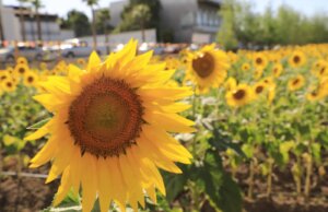 Reaperturan el campo de girasoles de Mocorito; es su tercera temporada