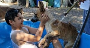 Ante aumento de temperaturas, especialista recomienda proteger a las mascotas